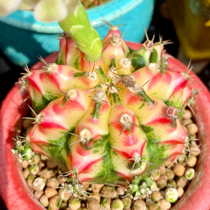 好彩 普卡妈妈 摩提multi color 仙人球 泰国进口