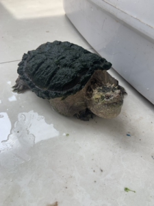 背甲14到15不敢量.特别凶.自提.不