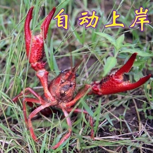 敌杀死捕虾灵缺氧水