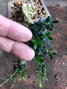 (特价)凤米黄杨 潮州凤凰山米叶黄杨 老骨头临水小老桩 苹果