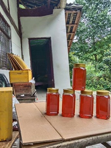 四川青川高山土蜂蜜，一年仅取一次的成熟蜜！自家蜂场取的土蜂蜜