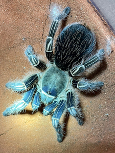 哥斯达黎加斑马脚,蓝哥斑蜘蛛 3l苗子 单只35不包邮