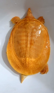 白化鳖 黄金鳖苗 黄金甲鱼 变异珍珠鳖 水鱼山瑞鳖 深水龟鳖