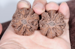 文玩核桃秋子,秦岭元宝灯笼01,精品配对,产自陕西汉中,桩矮