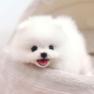 博美领养 幼犬 纯种博美狗狗 茶杯犬 自家繁育的一窝小狗狗.