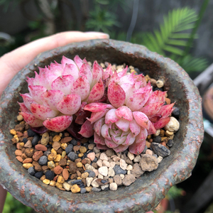 00煎蛋的小情歌i淘宝【洞庭湖一物一拍】多肉群生精控状态满38包