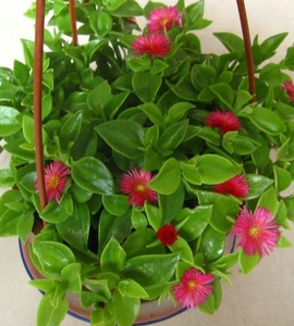 【牡丹吊兰】食用穿心莲,可观赏,可做菜.图3,4为实物图,花