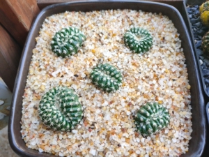 眩美玉缀化,仙人球,多肉植物,仙人掌