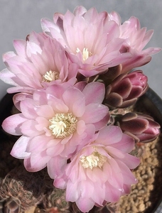 樱花罗星丸 仙人球 软刺趴刺 满18元包邮非偏远地区