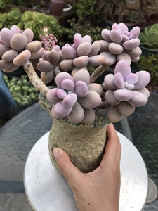 老桩桃蛋,各种多肉,一物一拍.价格不包邮不带盆,看上带图询价