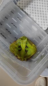 绿霸王双色霸王原色霸王角蛙全品养定霸王角蛙。