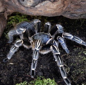 哥斯达黎加斑马脚