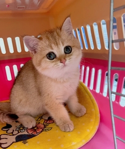 金渐层幼猫 纯种金渐层出售自家繁殖纯种金渐层小幼崽活物小猫咪