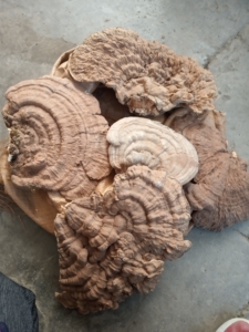 【扁木灵芝】扁木灵芝品牌,价格 - 阿里巴巴