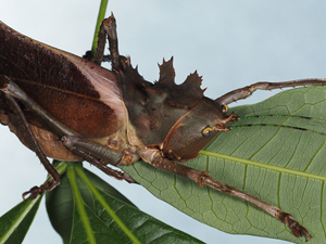 六刺天狗螽斯 受精卵 螽斯 蟋螽 六刺天狗螽斯 龙头螽
