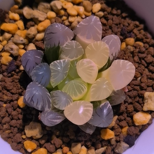 抖抖紫玉露锦,卜卜玉露锦,又名美国冰灯