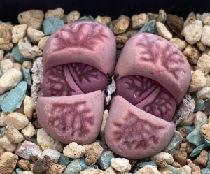 紫菊,菊纹章,菊花石,多肉,生石花