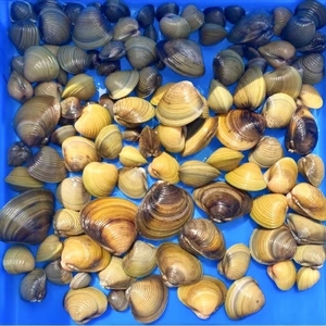 黄金蚬溪蚬蚌小河蚌观赏净水鲜活观赏螺清洁鱼缸除绿水藻贝壳