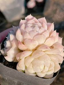 仙粉女王白杂四头老桩群厚叶包子玫瑰花型月影杂交新品优选多肉植