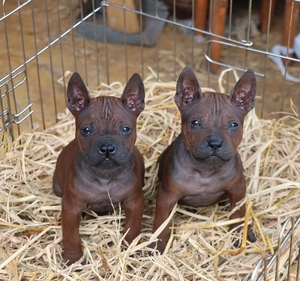 出售川东猎犬小狗,两只公狗,接近两个月