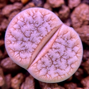 雪岚玉 373变异 母本 单挑200一个,打包1500