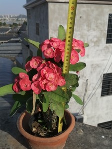 刺梅大花大叶老桩