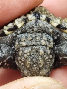 纯佛鳄龟 佛鳄苗 白头金甲 圆甲  暴刺个体