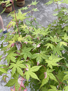 【幻彩红枫】幻彩红枫品牌,价格 - 阿里巴巴