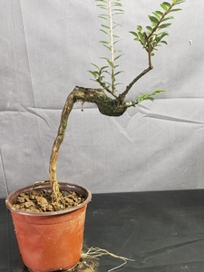 00wylcah淘宝亮叶忍冬盆景素材,带自然碳化面原盆原土包邮0人付款