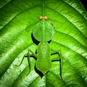 斯盾螳螂图片
