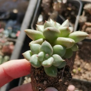 黄金象牙 老桩三头群 多肉植物