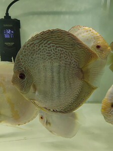 七彩神仙鱼  精品 蓝蛇 种鱼    体型饱满,圆大,17