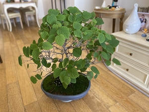 日本土佐水木盆景 大约80cm宽70cm高6cm粗  蜡瓣花