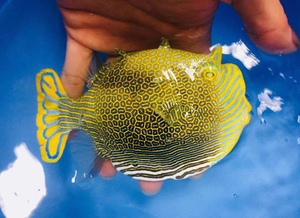 【预定】龙纹木盒 火焰木盒 丽牛角 可爱鲀科 海水鱼 海水观