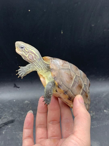 【黄化虎纹草龟】黄化虎纹草龟品牌,价格 - 阿里巴巴