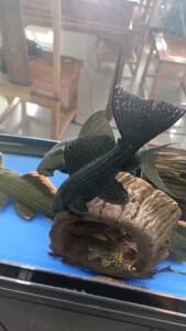 00tb90889806淘宝进口苏里南满天星鱼苗6-7厘米 血统纯正 一条88元