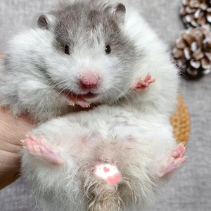 成年金丝熊仓鼠成年白熊成年奶油黄成年黑显斑成年肉桂成年米熊成
