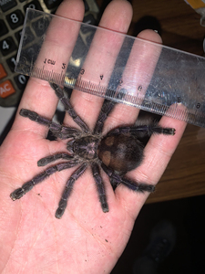 厄瓜多尔紫粉趾母8厘米