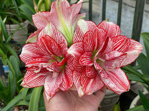 00郑洲的店淘宝日本朱顶红十二单衣中小球(花叶