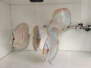 自养七彩神仙,品种蓝松,一年零4个月大从小苗养大的,上岸不养