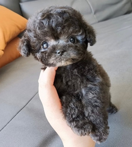 自家灰泰迪小体幼犬宠物狗狗找好主人 灰色泰迪 母狗生的一窝泰