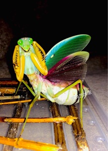 马盾螳螂 马来西亚巨人盾螳螂 基盾螳螂