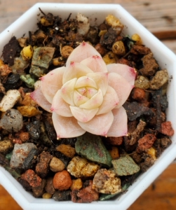 熊先生家青衣,颜如玉多肉,100元出售,包邮普快非偏远地区.