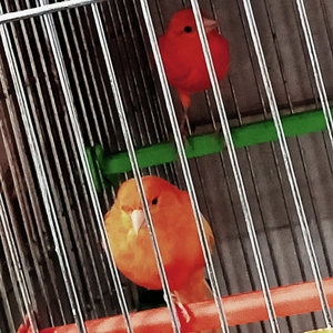 粉丝福利# 上海辣椒红种鸟一对  一对四百,白玉鸟崽子一百