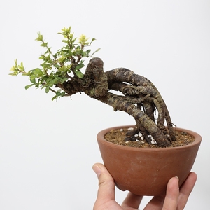 金雀花盆景盆栽 南雀 矮霸提根南雀盆景