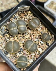 生石花c153和田玉母本开花株,66包邮非偏远只包开箱黑腐喜