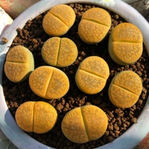 000人付款淘宝c395黄日轮生石花母本株.