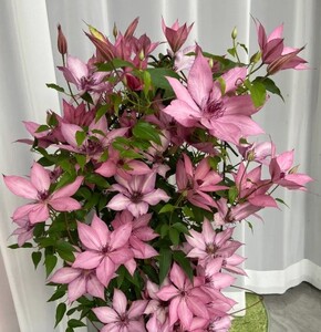 吉赛尔铁线莲,大道系列矮生品种 开花密集型,丰花,花朵直径大