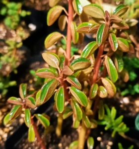 多肉植物 斧叶椒草  出如图三6厘米左右的单头 有根  裸根