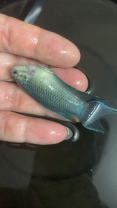 中国斗鱼,爆卵无纹蓝母鱼2条,可直接拍下,下午4点前都可以发